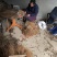 猕猴桃实生苗野生猕猴桃树苗母本未嫁接猕猴桃直生苗砧木