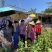 广东韶关领导来基地视察工作了关心佛手的生长和供应销售情况