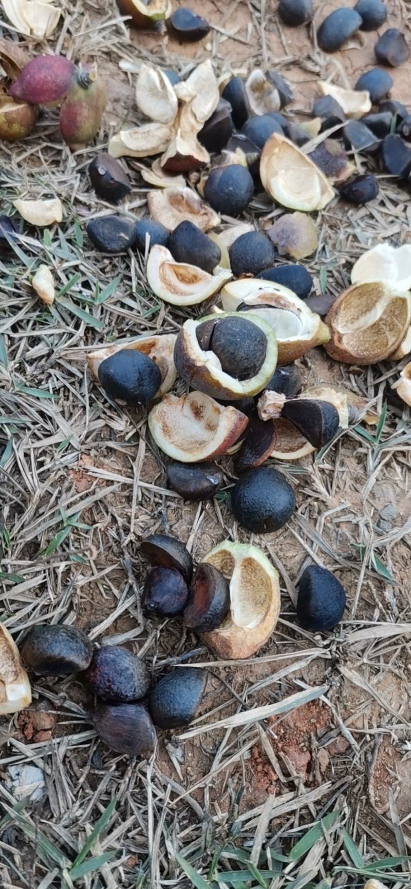 油茶果开始摘了，鲜果出售