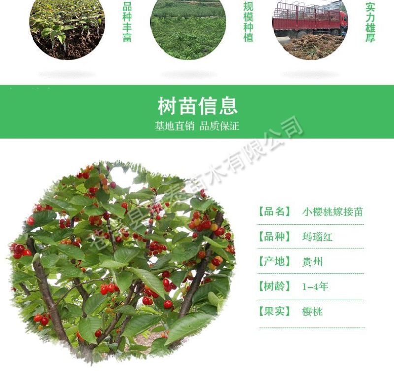 四川玛瑙红樱桃苗包成活小樱桃嫁接苗毕节纳雍玛瑙红樱桃嫁接