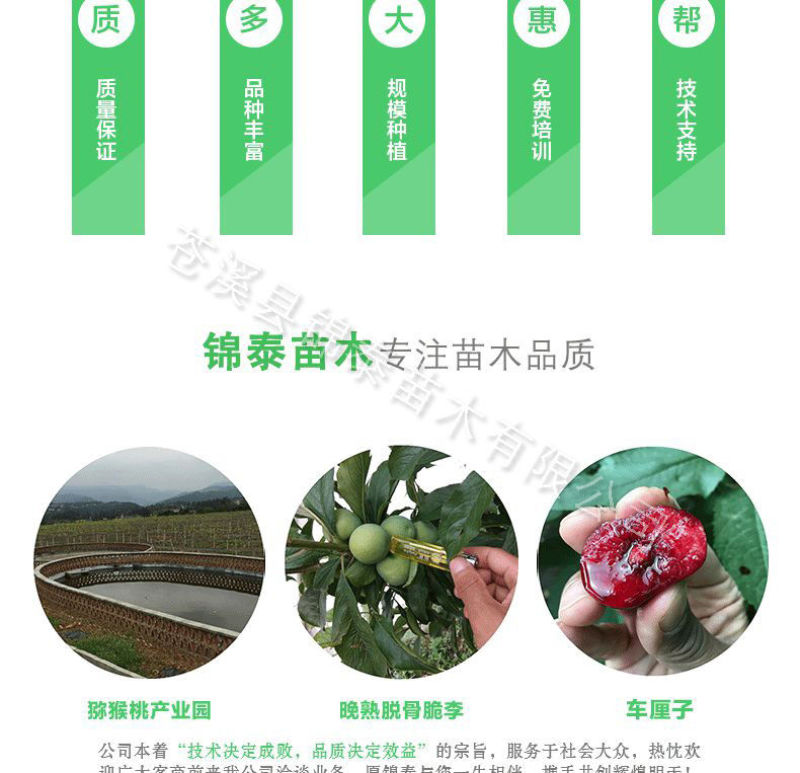 四川玛瑙红樱桃苗包成活小樱桃嫁接苗毕节纳雍玛瑙红樱桃嫁接
