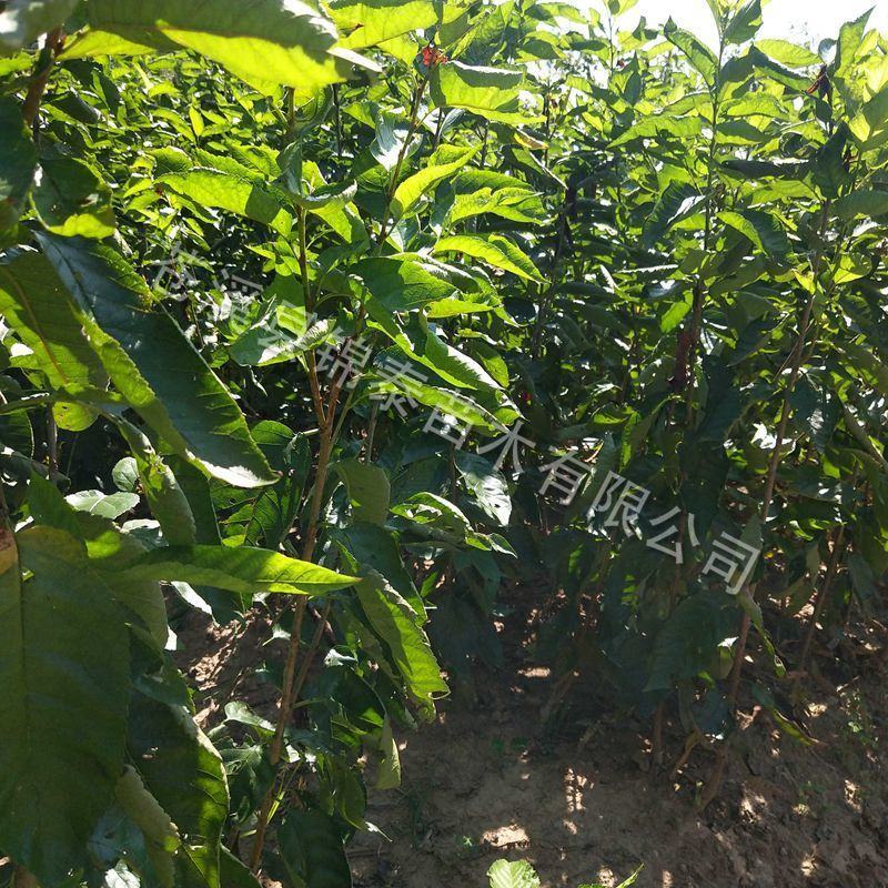 四川玛瑙红樱桃苗包成活小樱桃嫁接苗毕节纳雍玛瑙红樱桃嫁接