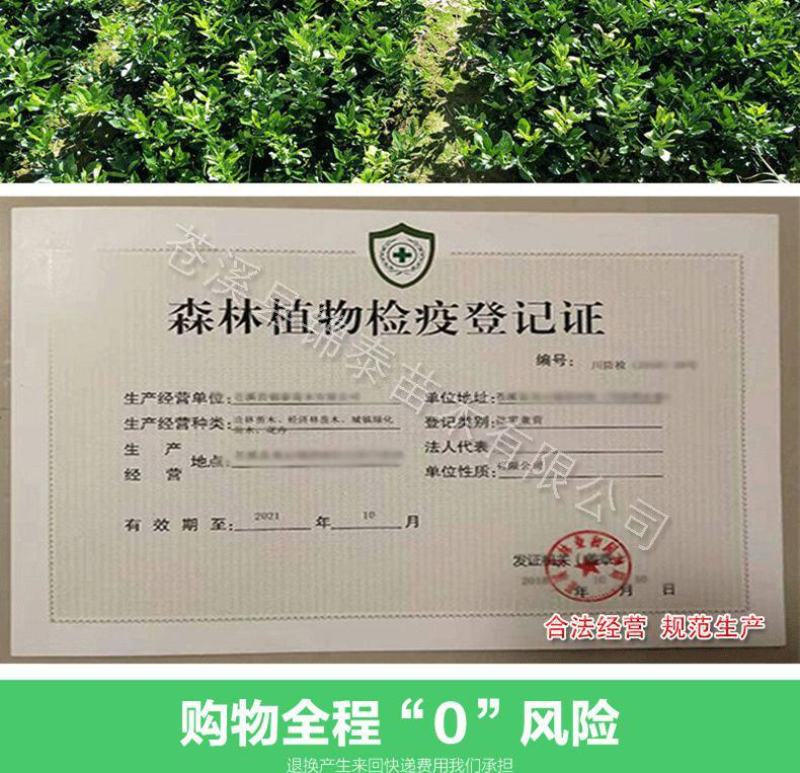 四川玛瑙红樱桃苗包成活小樱桃嫁接苗毕节纳雍玛瑙红樱桃嫁接