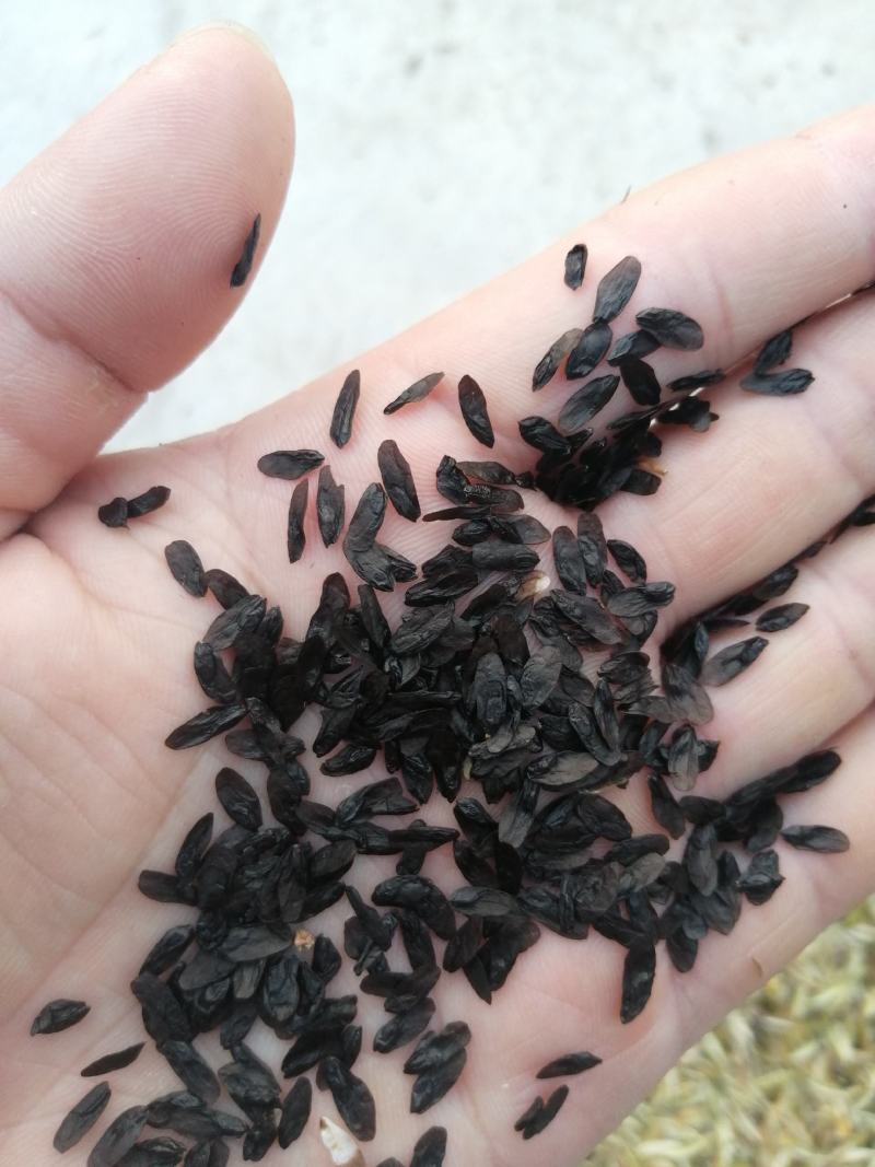 玉簪种子，紫玉簪，白玉簪都有