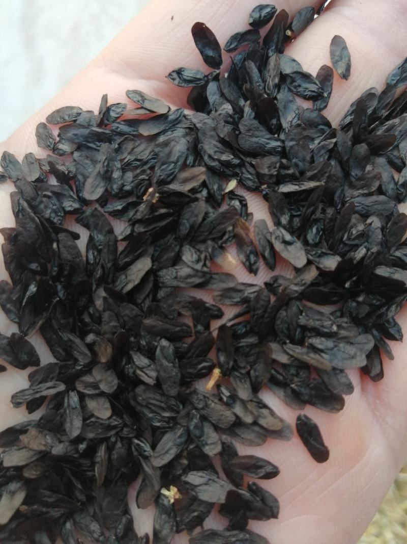 玉簪种子，紫玉簪，白玉簪都有