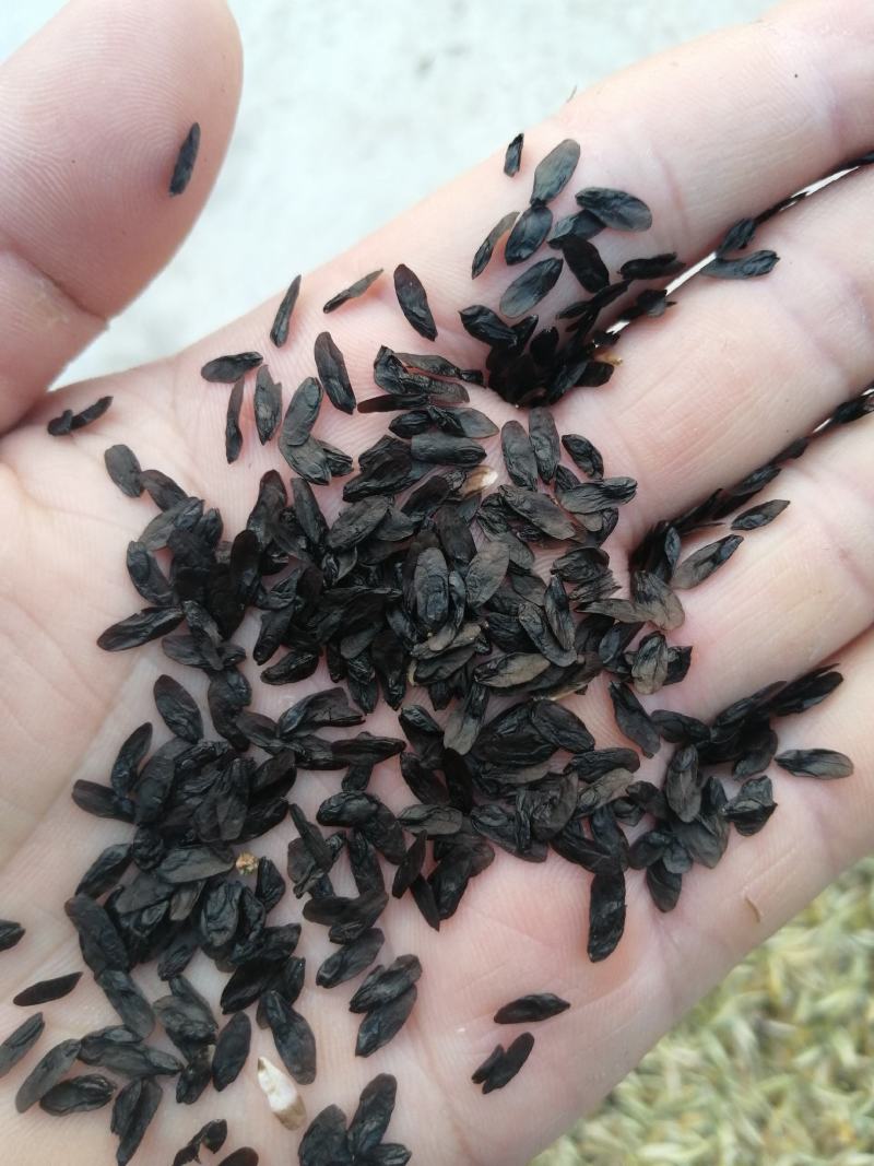 玉簪种子，紫玉簪，白玉簪都有