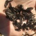 玉簪种子，紫玉簪，白玉簪都有