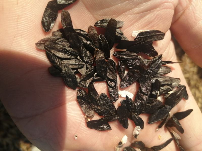 玉簪种子，紫玉簪，白玉簪都有