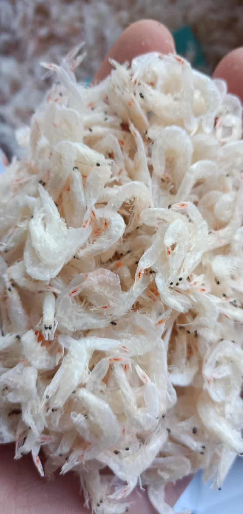 精品新鲜淡干白虾皮小虾米干货产地直发特级即食海米海鲜毛虾