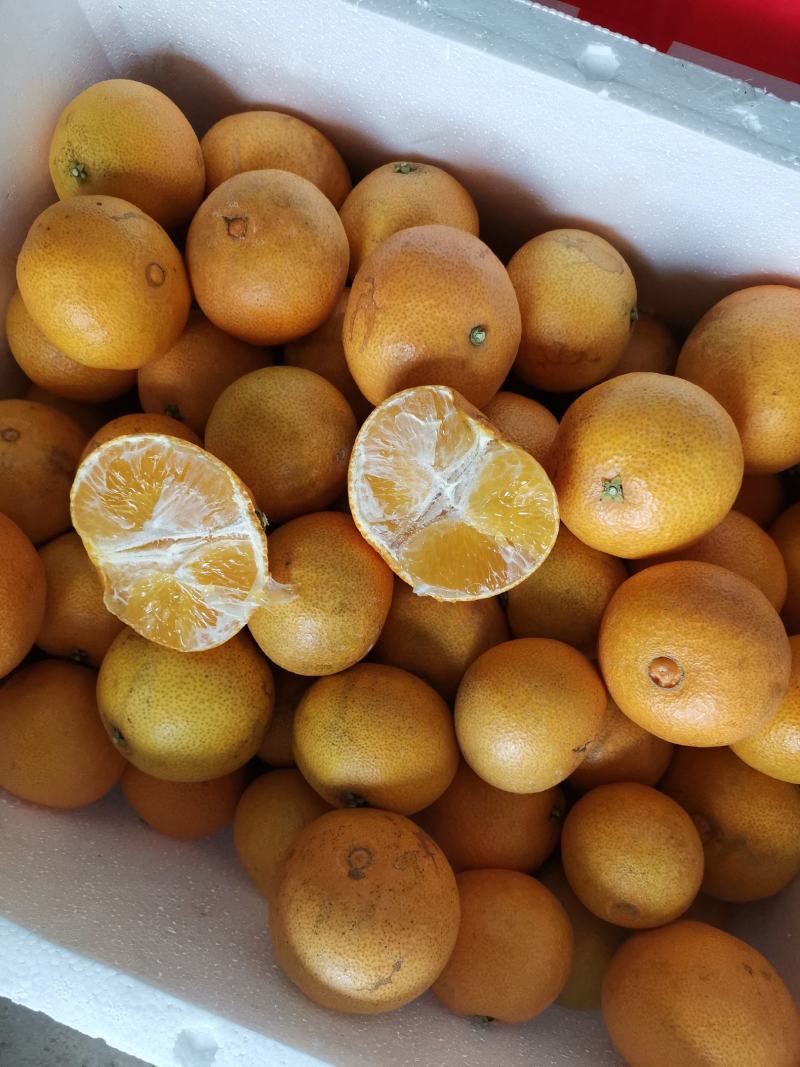 福建平和红美人（爱媛28），可视频看货订购
