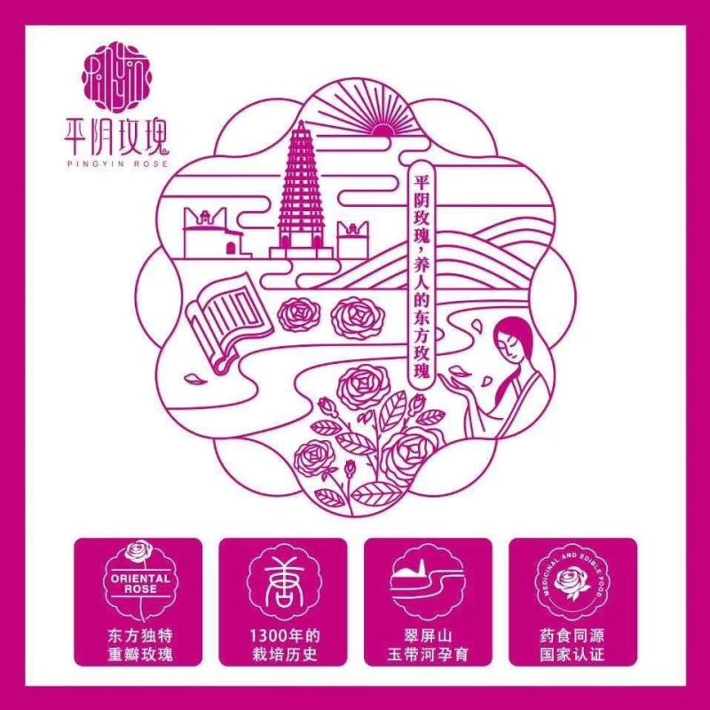 丰花玫瑰苗一号玫瑰苗