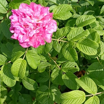 丰花玫瑰苗一号玫瑰苗