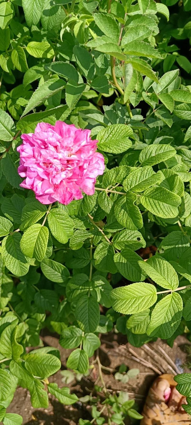 丰花玫瑰苗一号玫瑰苗