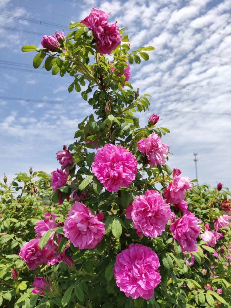 丰花玫瑰苗一号玫瑰苗