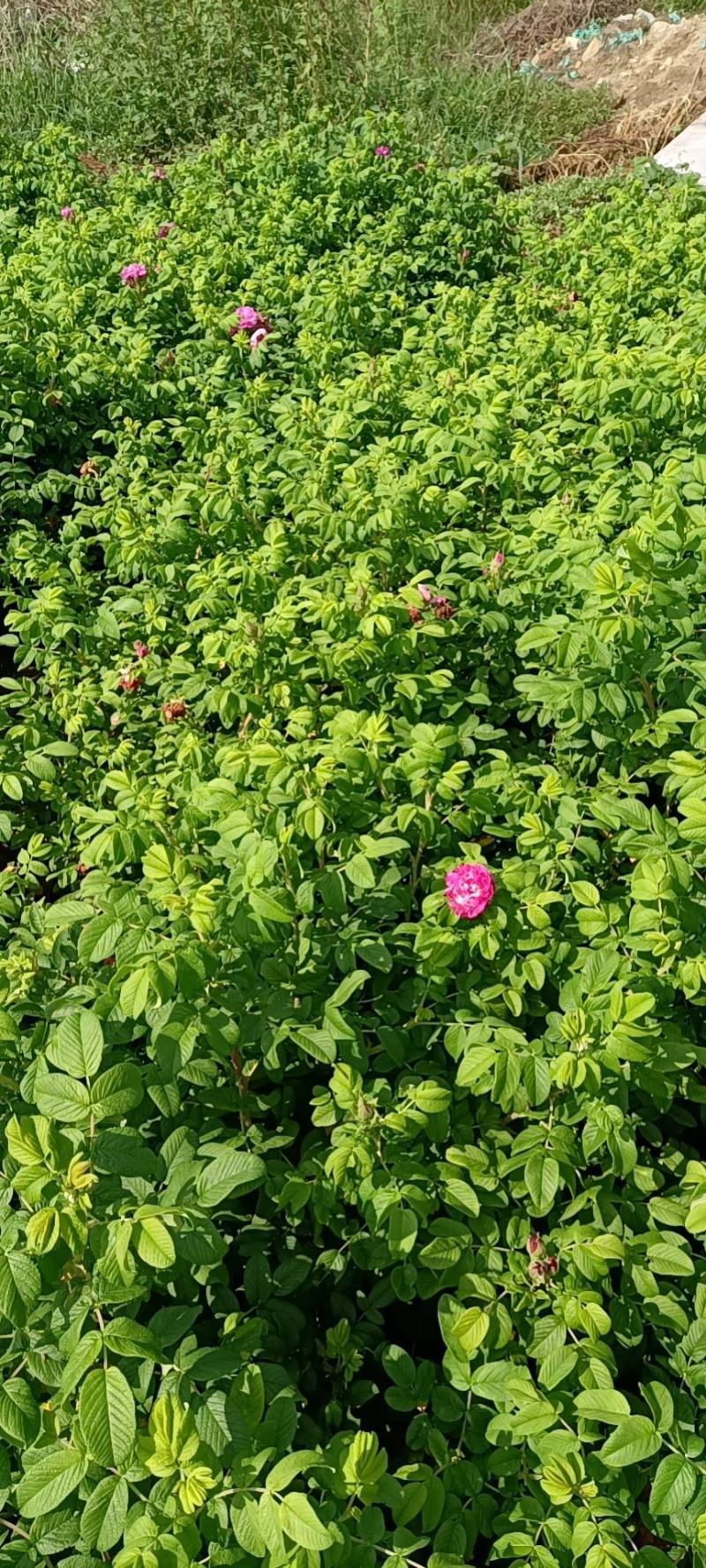 丰花玫瑰苗一号玫瑰苗