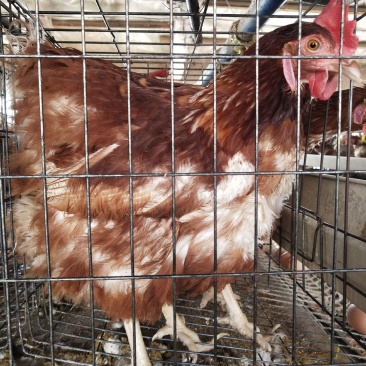 淘汰老母鸡两年每只4斤