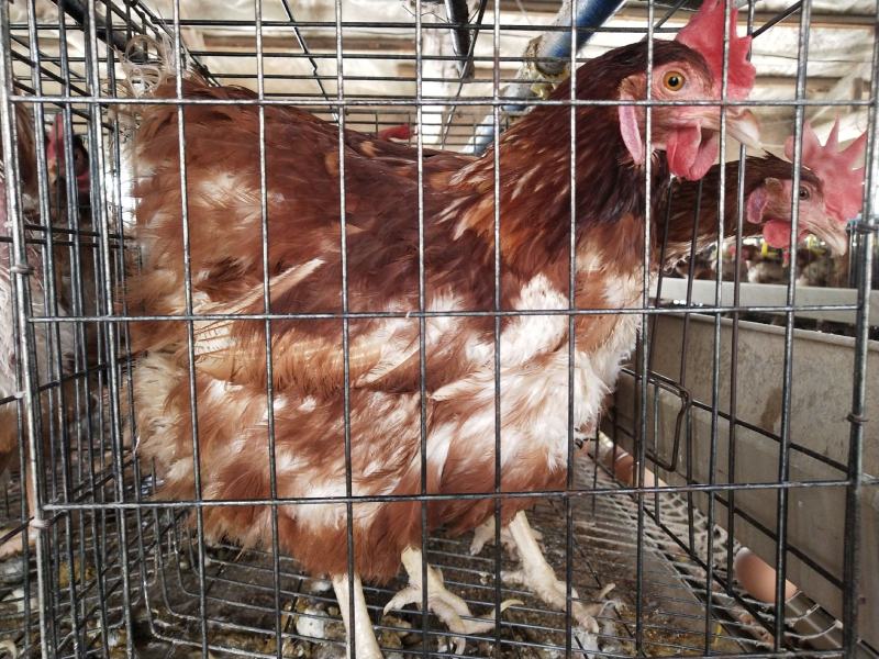 淘汰老母鸡两年每只4斤