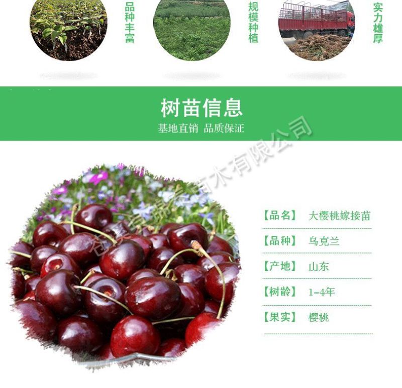 四川樱桃树苗乌克兰樱桃苗嫁接苗包成活大樱桃树苗北方黑珍珠