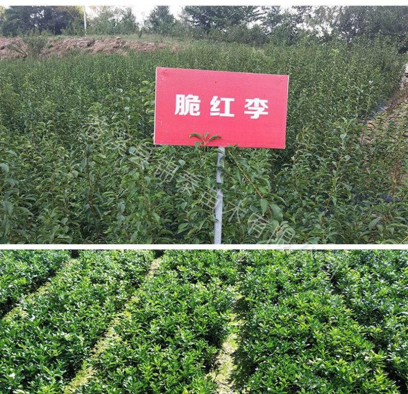 四川樱桃树苗乌克兰樱桃苗嫁接苗包成活大樱桃树苗北方黑珍珠