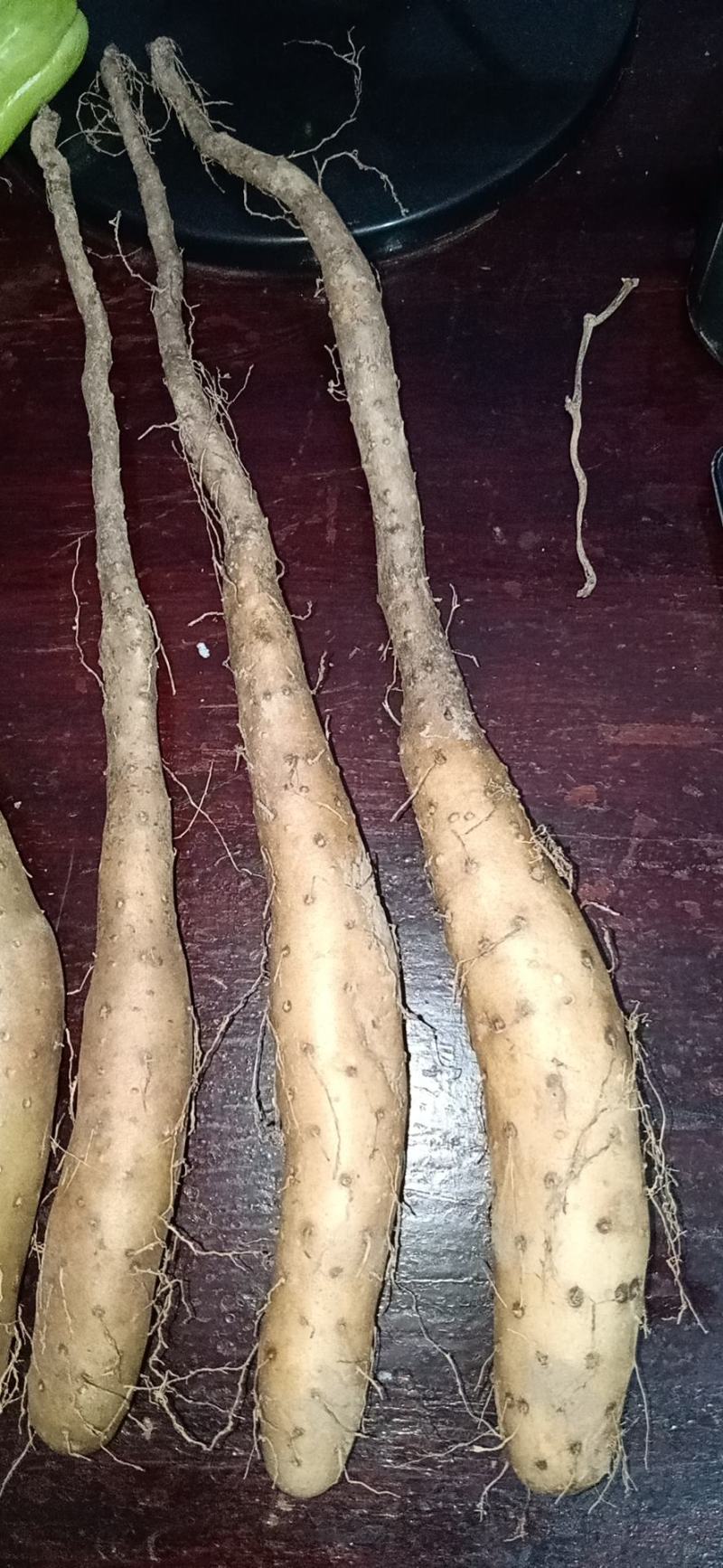白玉山药苗，新地，无杂菌