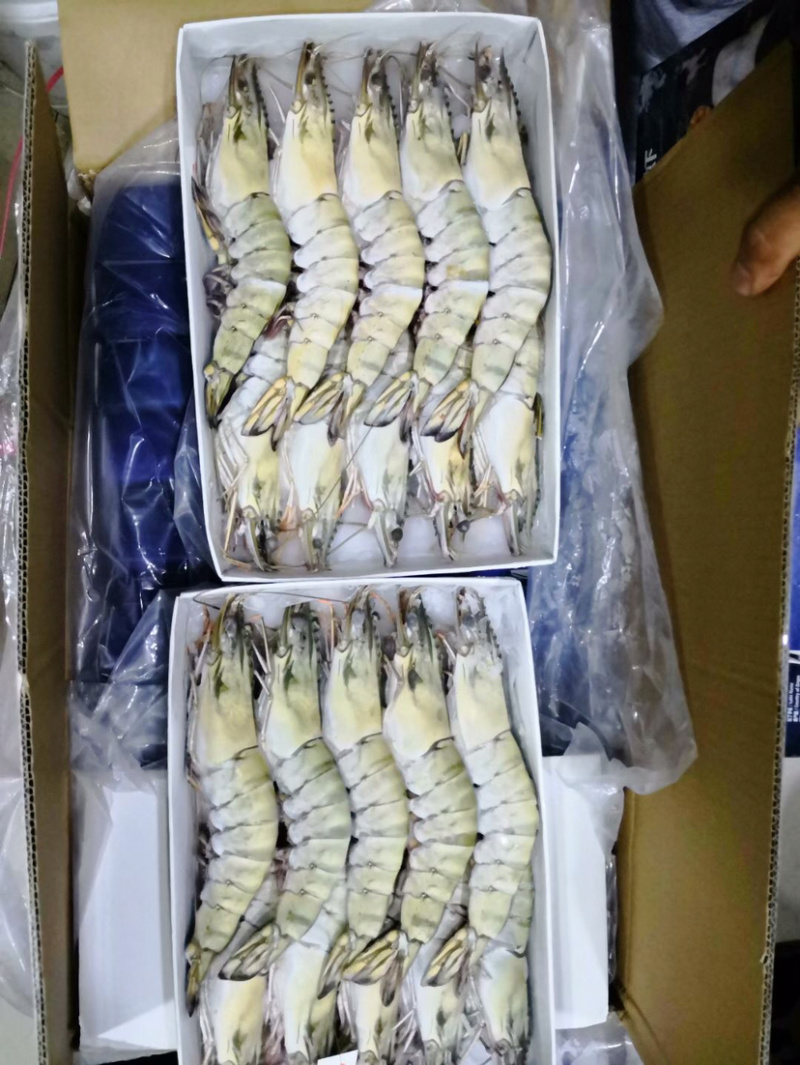 北海产地直销黑虎虾/草虾，规格齐全，可定制包装。
