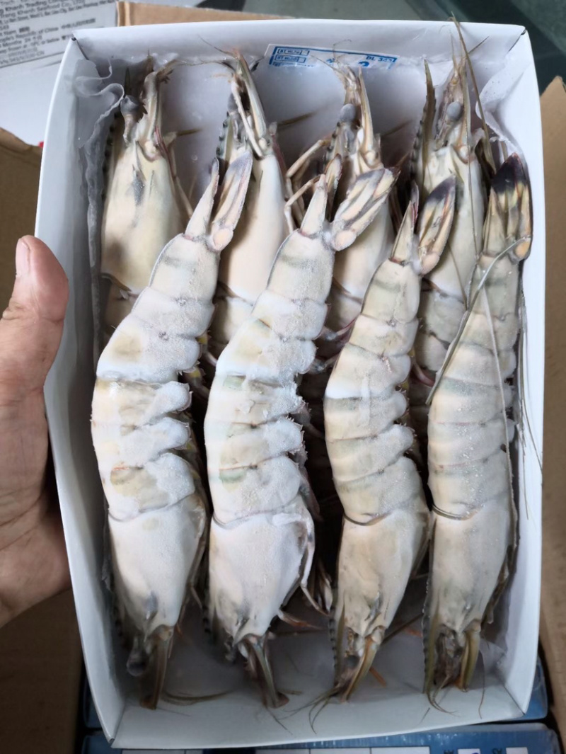 北海产地直销黑虎虾/草虾，规格齐全，可定制包装。
