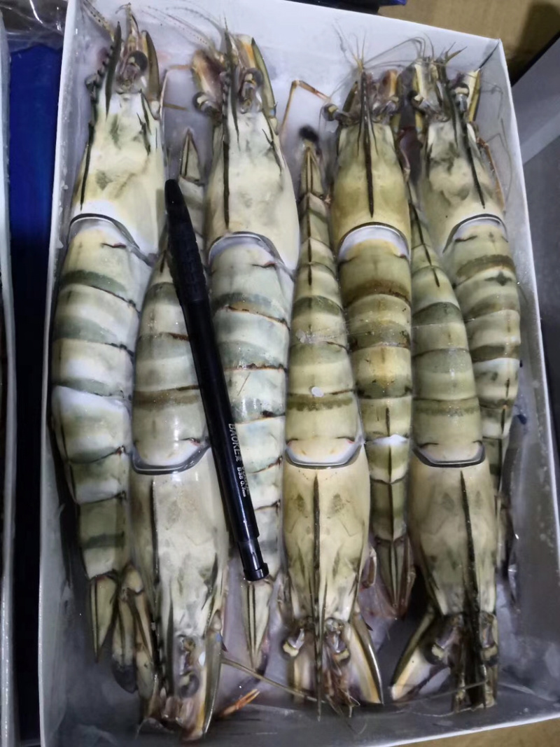 北海产地直销黑虎虾/草虾，规格齐全，可定制包装。