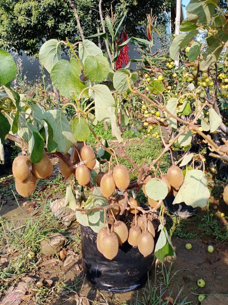 红心泥猴桃苗，南北方种植，产量高好管理。