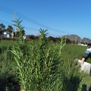 迷迭香基地现割鲜枝条