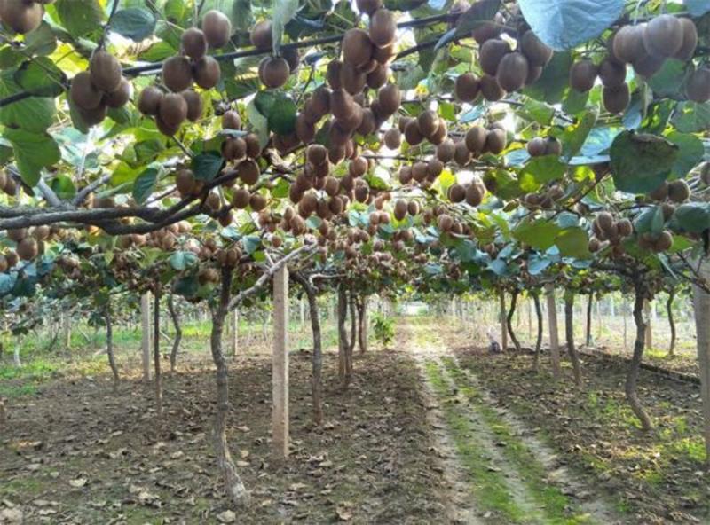 红心泥猴桃苗，南北方种植，产量高好管理。