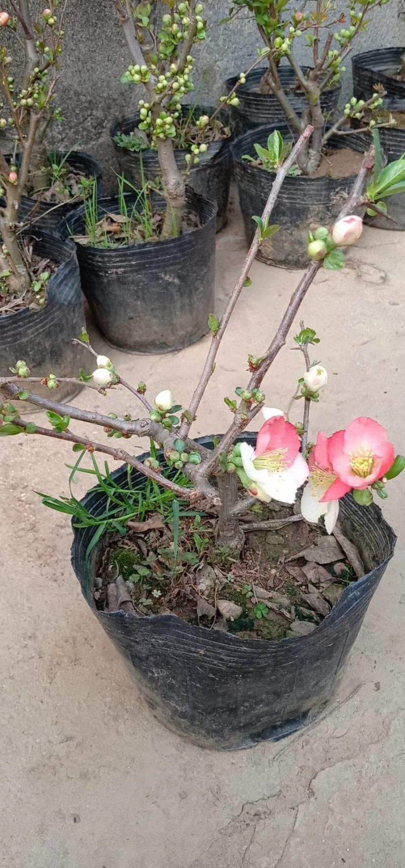 海棠苗室内盆栽海棠花木瓜海棠盆景绿植当年开