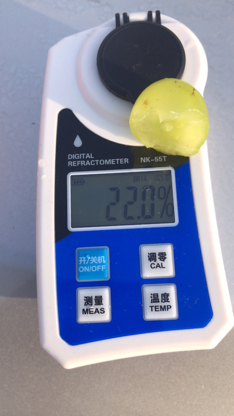 大山里的阳光玫瑰欢迎客户前来洽谈