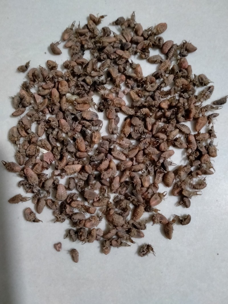 中药材金沙牛自采自销