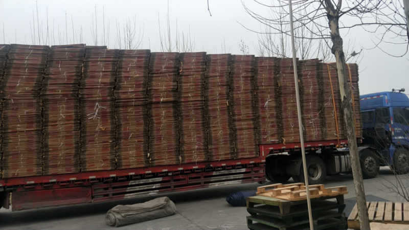 二手纸箱，装姜，装红薯，山楂，蔬菜专用箱批发