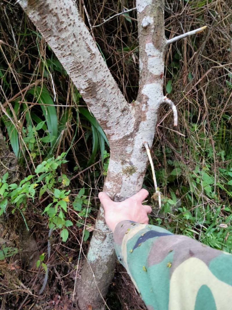 火棘盆景绿植火棘下山桩救军粮火棘精品盆景栽培