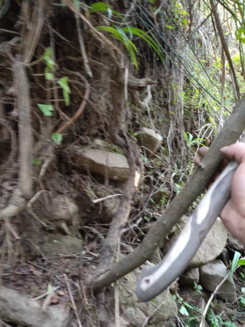 火棘盆景绿植火棘下山桩救军粮火棘精品盆景栽培
