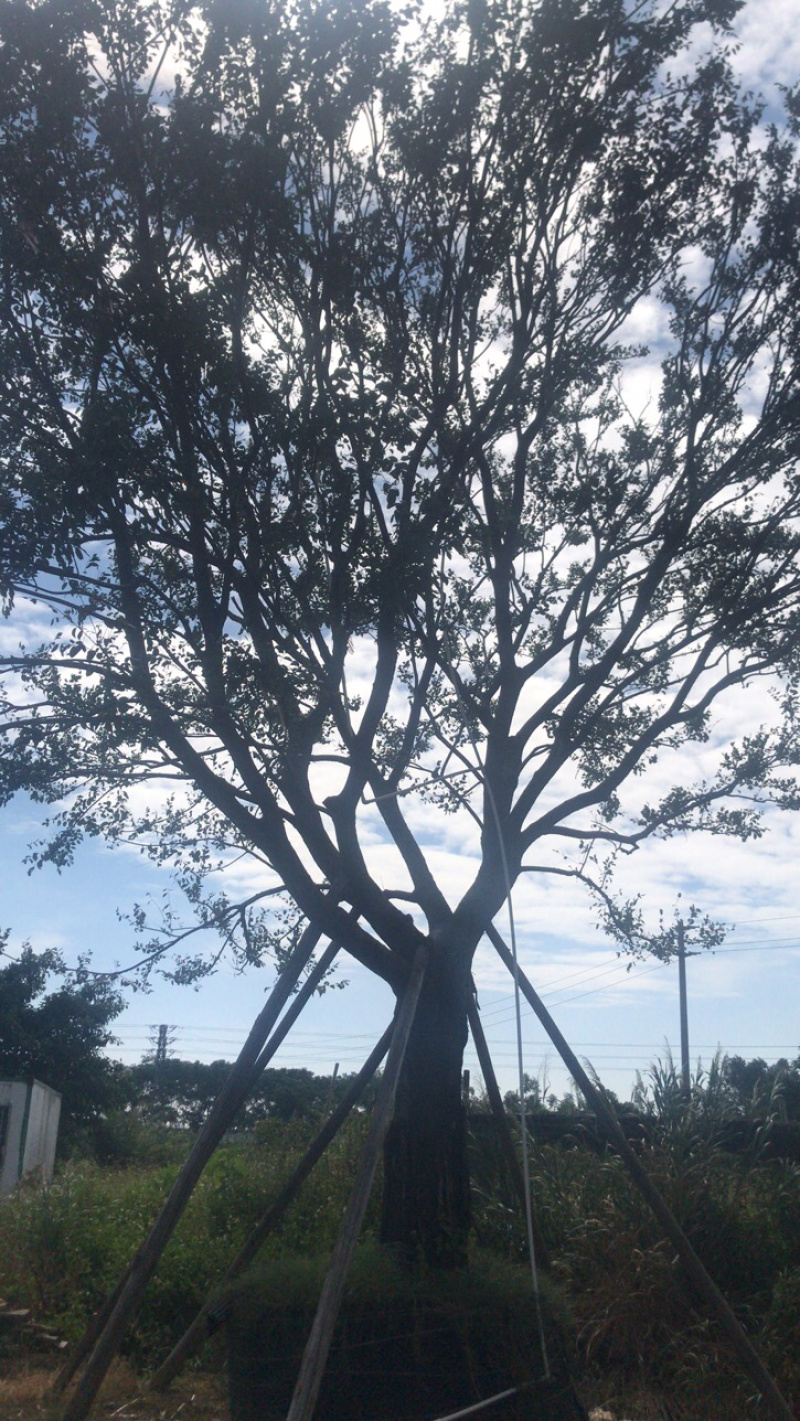 出售朴树又叫相思树名