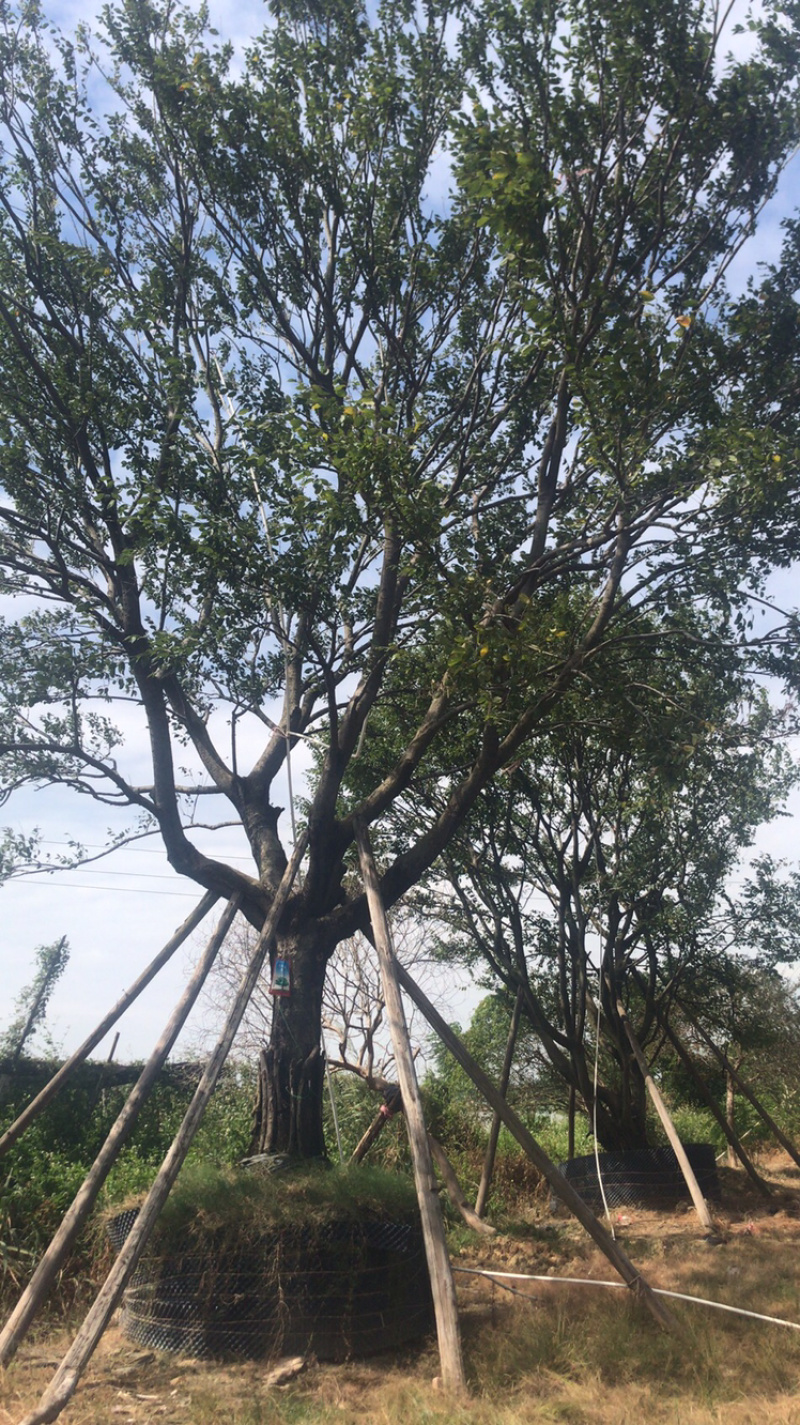 出售朴树又叫相思树名