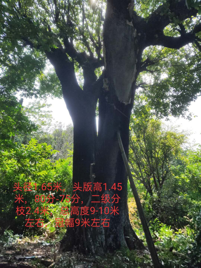 出售朴树又叫相思树名