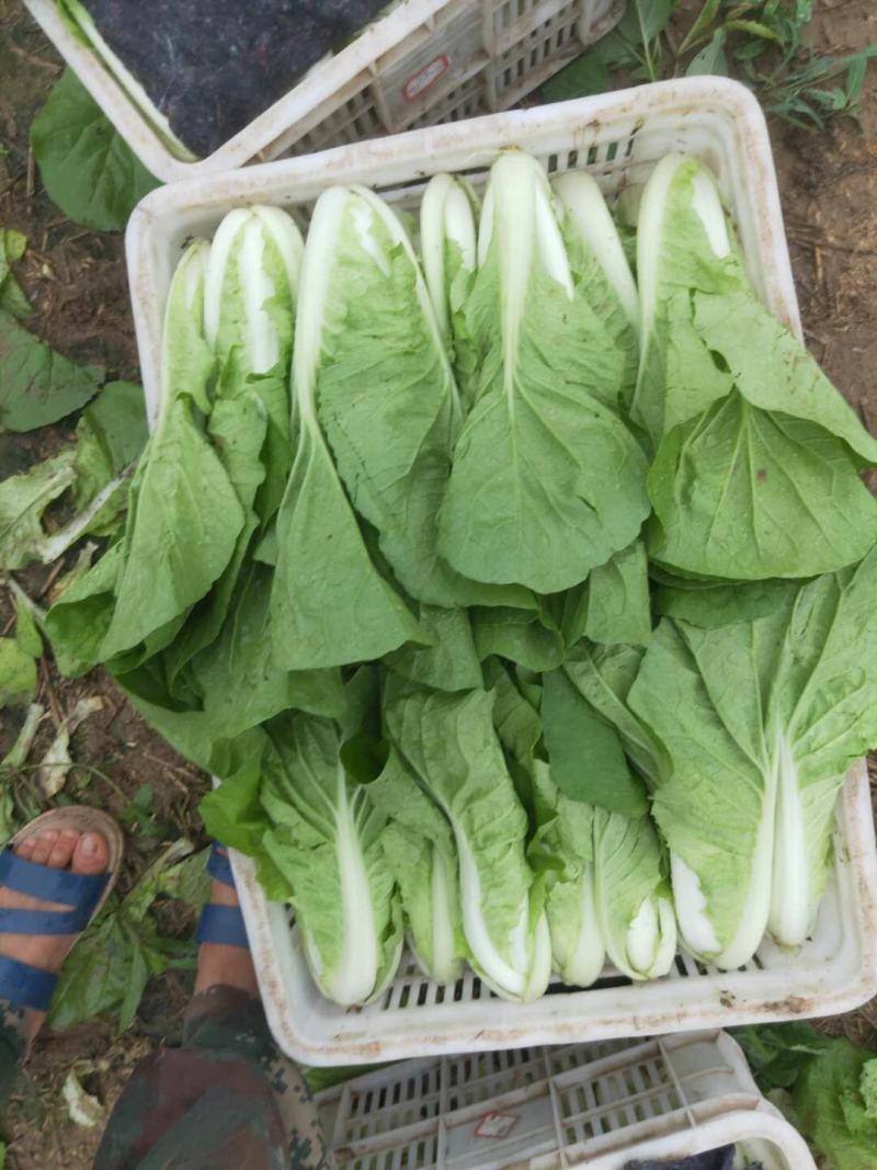 [精品]基地直发精品快菜大量上市品质保障