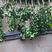 柚子树苗新品种暹罗柚子苗品种保证庭院阳台可盆栽种植包邮