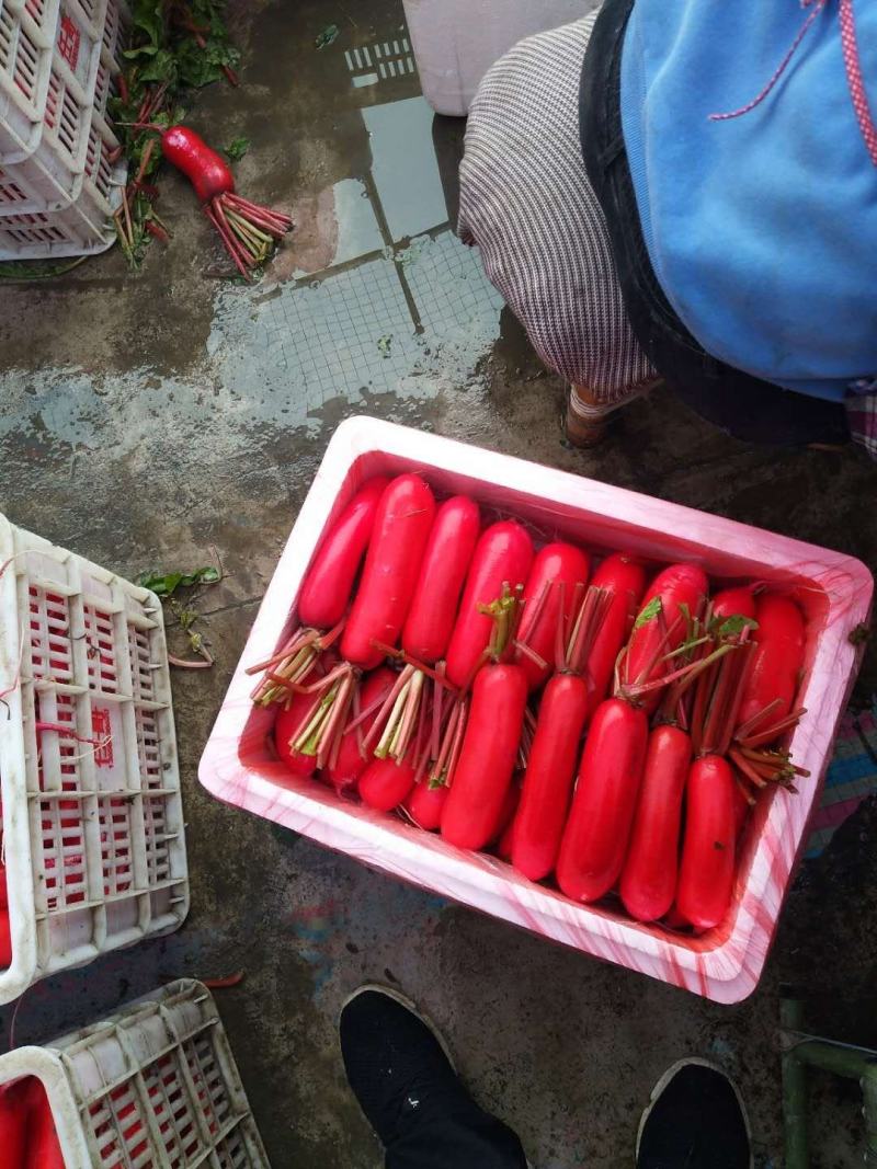 四川红皮萝卜，水萝卜，泡菜萝卜，满身红，质量保证价格合理