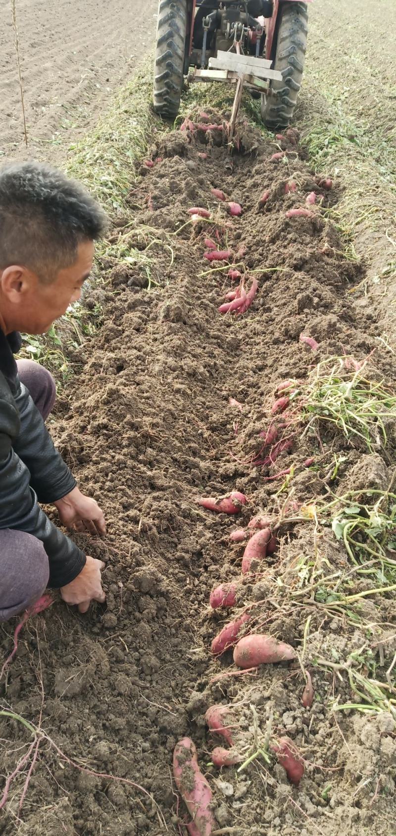 红薯，西瓜红，龙九。