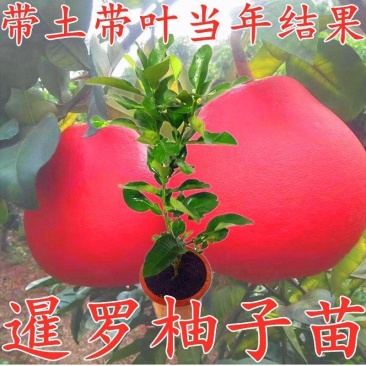 柚子树苗新品种品种保证正宗暹罗柚子苗蜜柚庭院阳台种植包邮