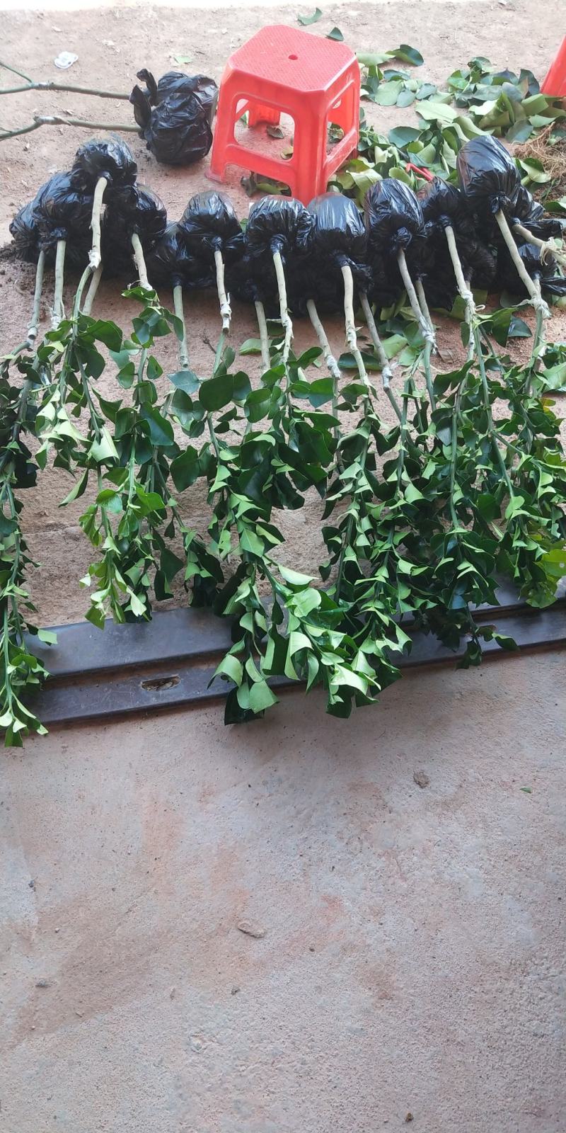 柚子树苗新品种品种保证正宗暹罗柚子苗蜜柚庭院阳台种植包邮