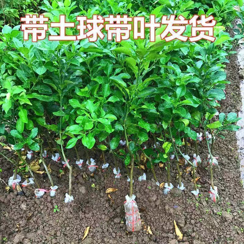 柚子树苗新品种品种保证正宗暹罗柚子苗蜜柚庭院阳台种植包邮