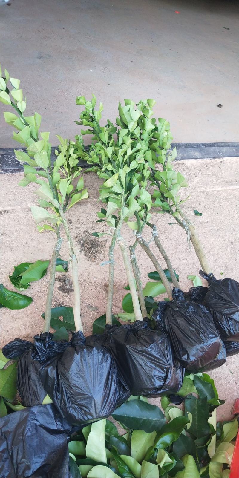 柚子树苗新品种品种保证正宗暹罗柚子苗蜜柚庭院阳台种植包邮