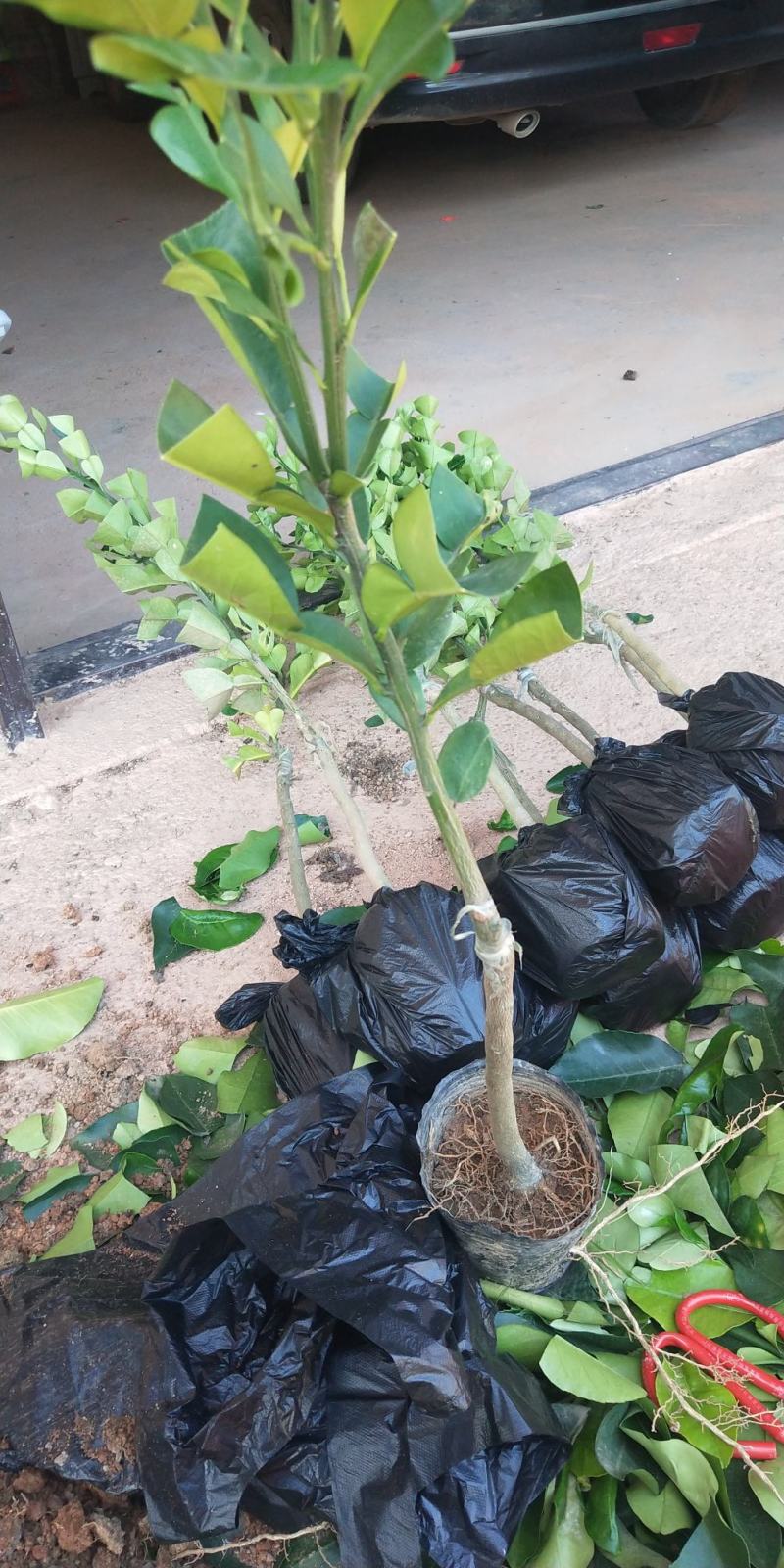 柚子树苗新品种品种保证正宗暹罗柚子苗蜜柚庭院阳台种植包邮