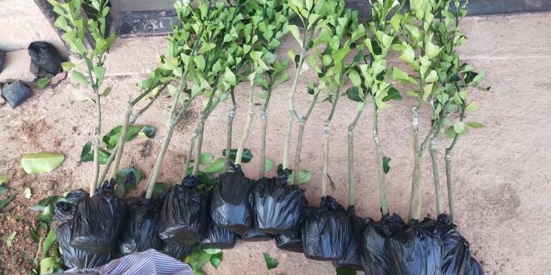 柚子树苗新品种品种保证正宗暹罗柚子苗蜜柚庭院阳台种植包邮