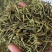 山银花绿化选货2斤起包邮量大从优